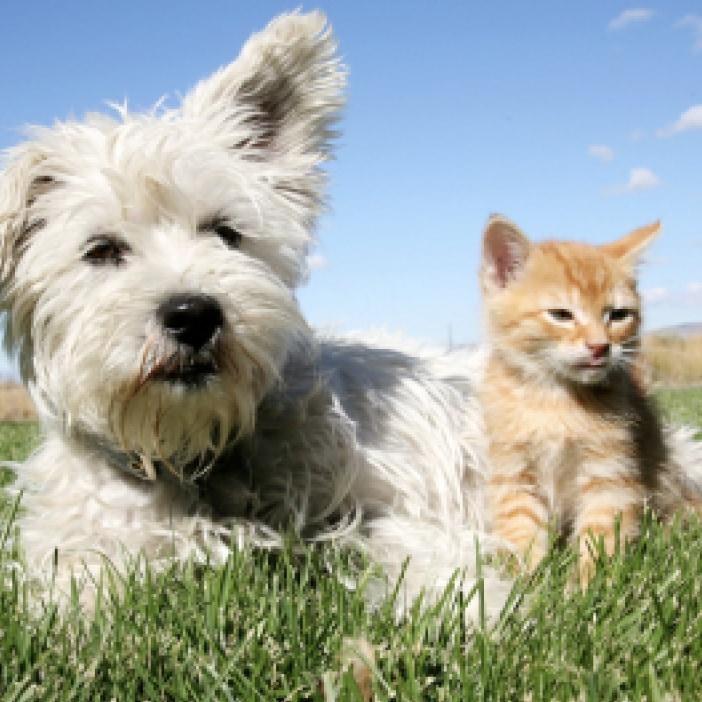 Animal Idioms